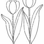 Raskrasil.com-Coloring-Pages-Tulip-48