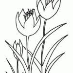 Raskrasil.com-Coloring-Pages-Tulip-5