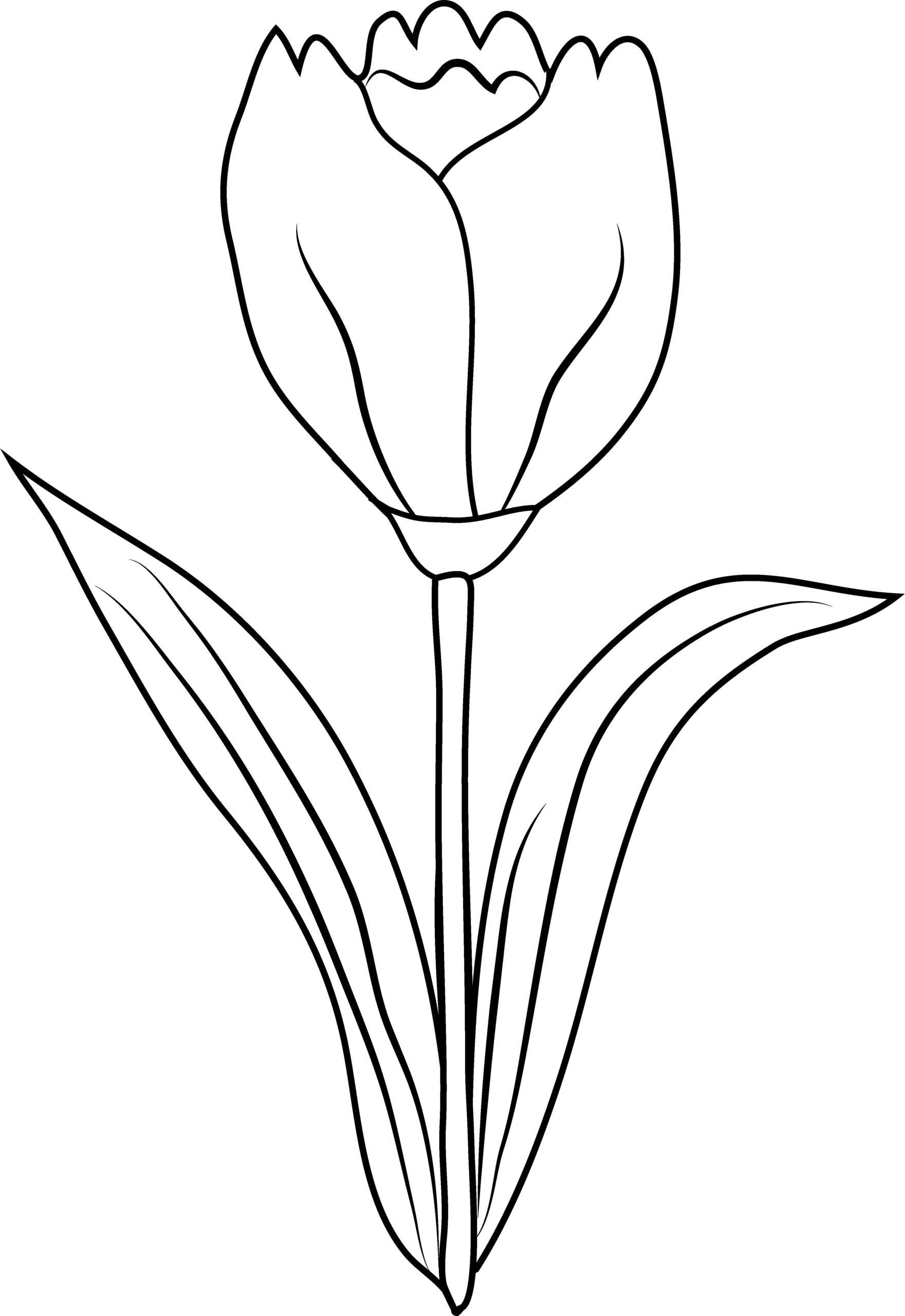 Raskrasil.com-Coloring-Pages-Tulip-51