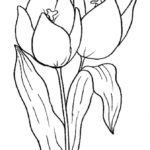 Raskrasil.com-Coloring-Pages-Tulip-55
