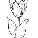 Raskrasil.com-Coloring-Pages-Tulip-59