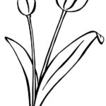 Raskrasil.com-Coloring-Pages-Tulip-61