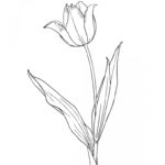 Raskrasil.com-Coloring-Pages-Tulip-65