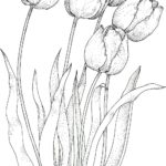 Raskrasil.com-Coloring-Pages-Tulip-67