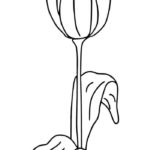 Raskrasil.com-Coloring-Pages-Tulip-7