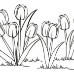 Raskrasil.com-Coloring-Pages-Tulip-71