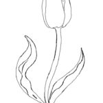 Raskrasil.com-Coloring-Pages-Tulip-82