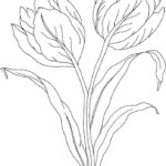 Raskrasil.com-Coloring-Pages-Tulip-87