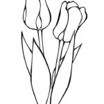 Raskrasil.com-Coloring-Pages-Tulip-90