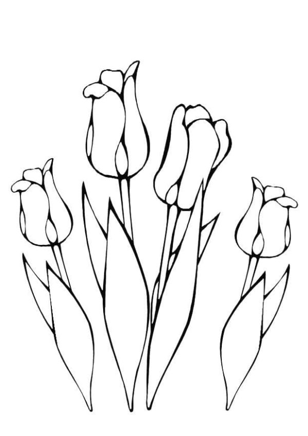 ausmalbilder tulpe
