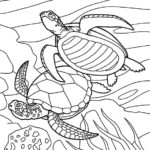 Raskrasil.com-Coloring-Pages-Turtle-100