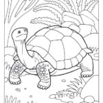 Raskrasil.com-Coloring-Pages-Turtle-102