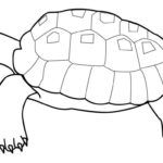 Raskrasil.com-Coloring-Pages-Turtle-116