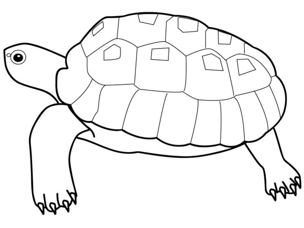 Raskrasil.com-Coloring-Pages-Turtle-116