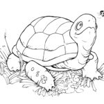 Raskrasil.com-Coloring-Pages-Turtle-117