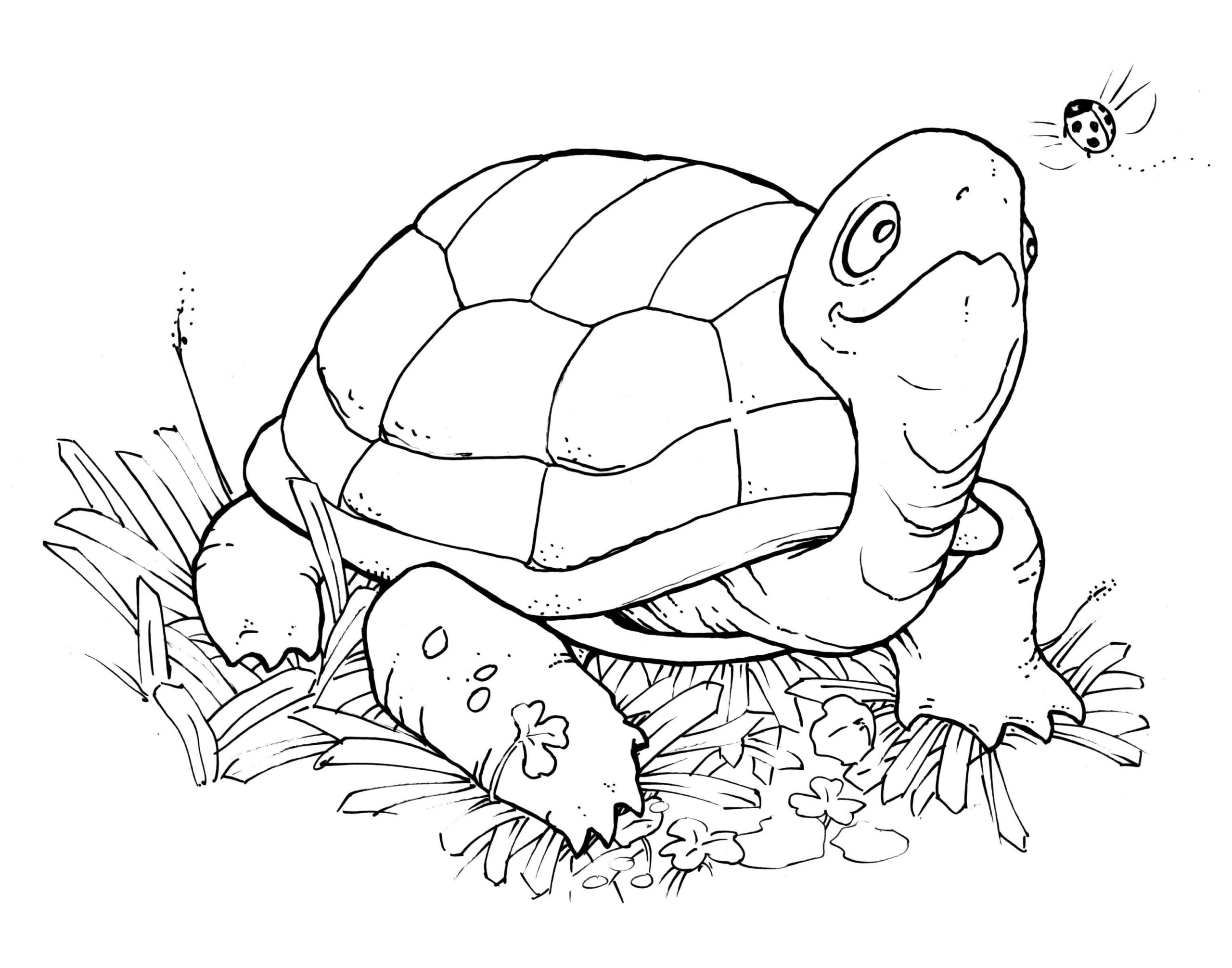 Raskrasil.com-Coloring-Pages-Turtle-117