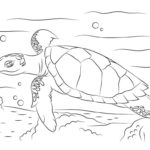 Raskrasil.com-Coloring-Pages-Turtle-119