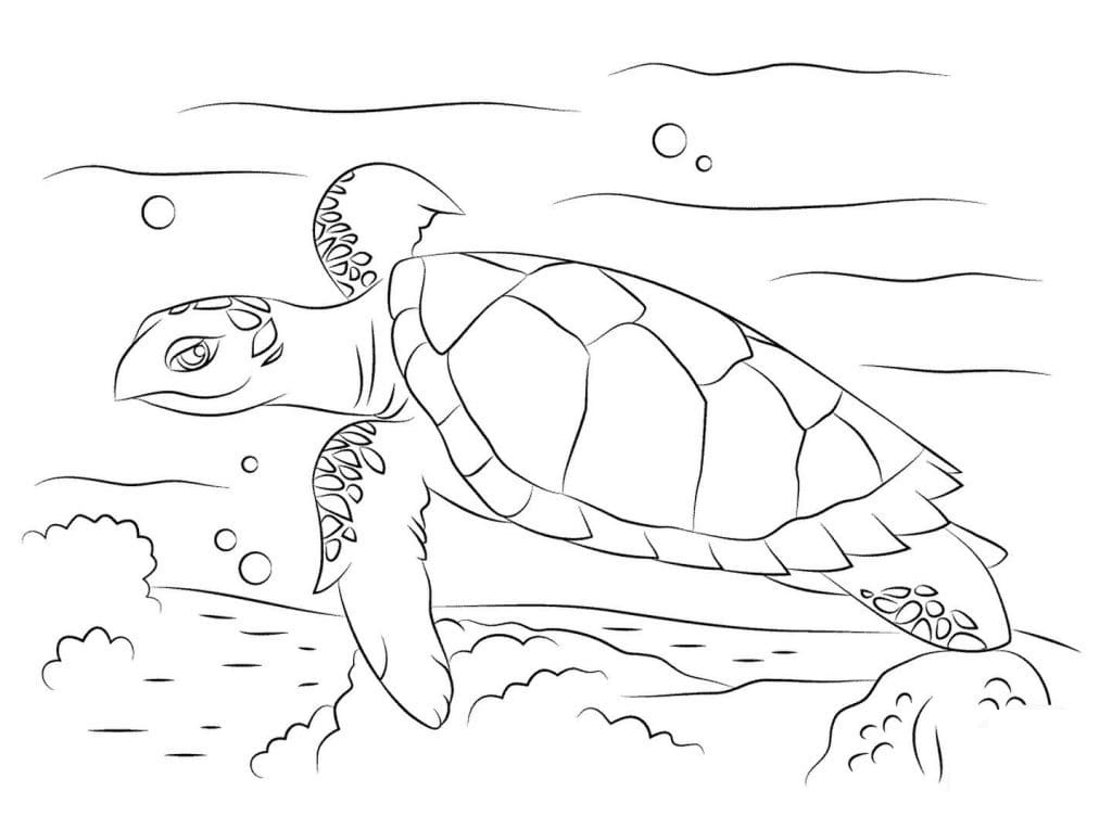 Raskrasil.com-Coloring-Pages-Turtle-119