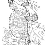 Raskrasil.com-Coloring-Pages-Turtle-121