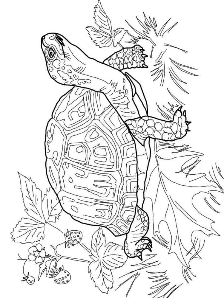 Raskrasil.com-Coloring-Pages-Turtle-121