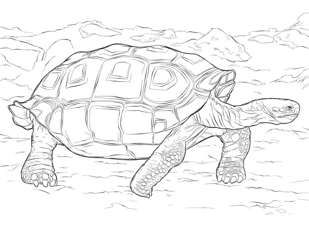 Raskrasil.com-Coloring-Pages-Turtle-122