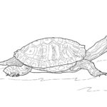 Raskrasil.com-Coloring-Pages-Turtle-20