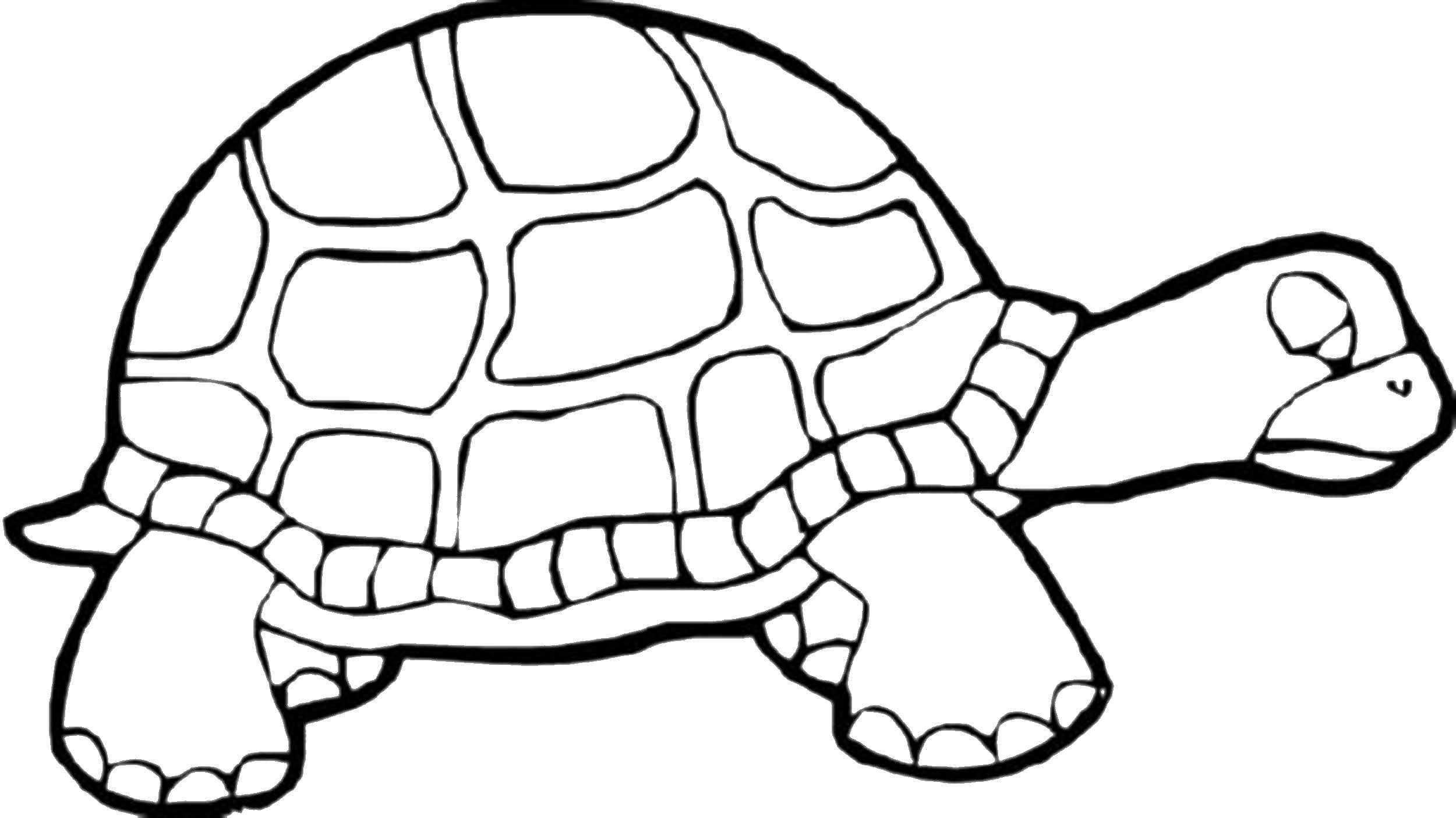Raskrasil.com-Coloring-Pages-Turtle-23