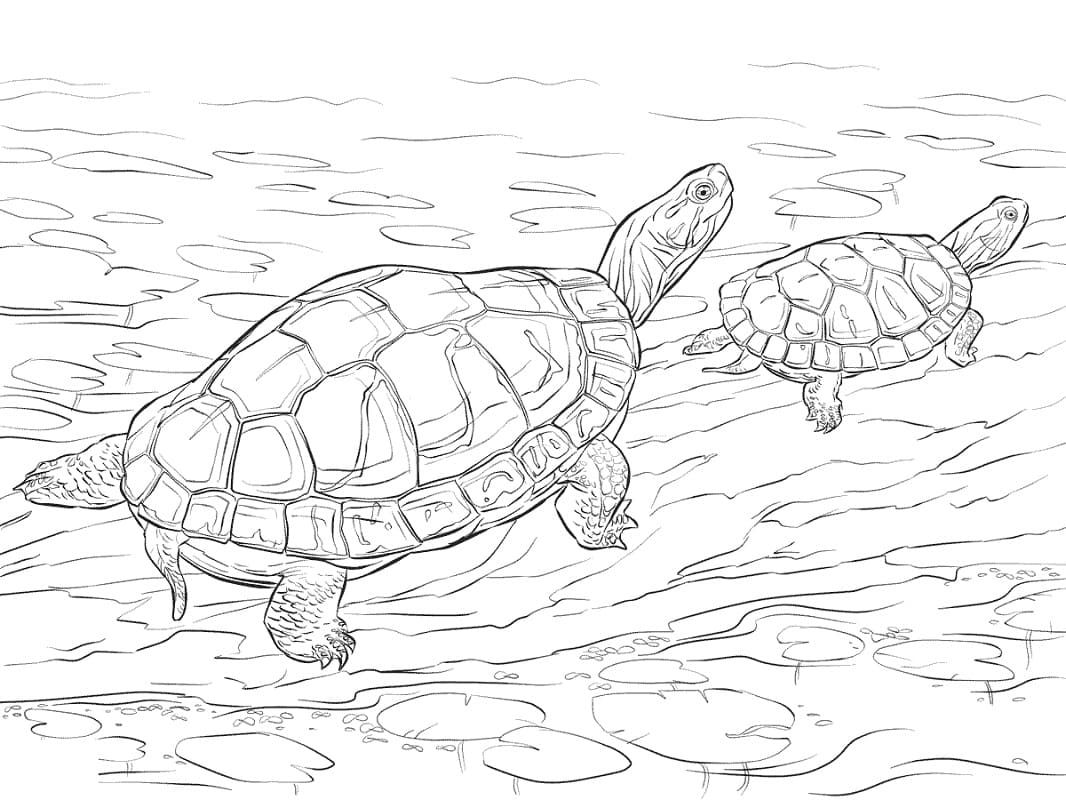 Raskrasil.com-Coloring-Pages-Turtle-24