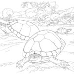 Raskrasil.com-Coloring-Pages-Turtle-25