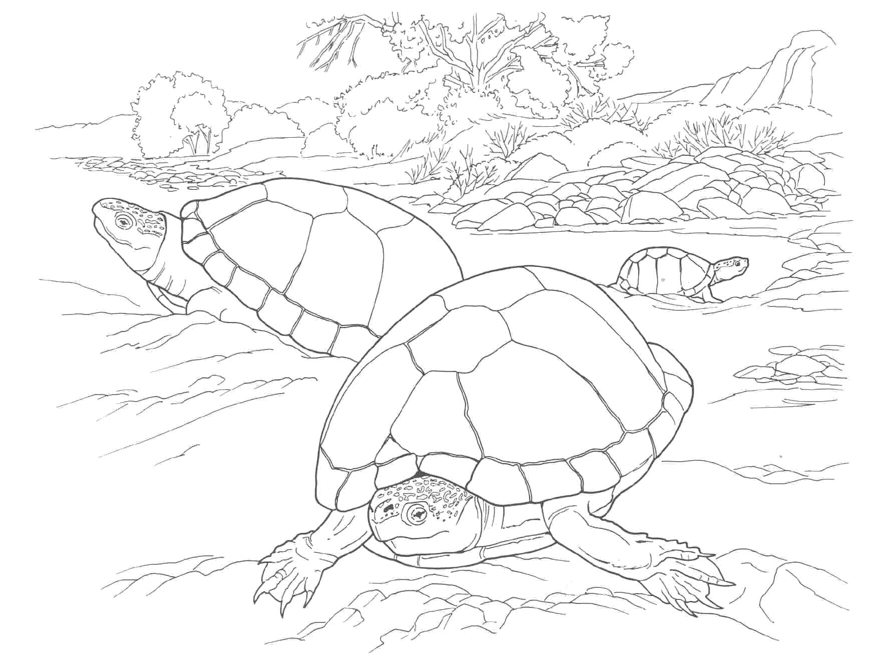 Raskrasil.com-Coloring-Pages-Turtle-25
