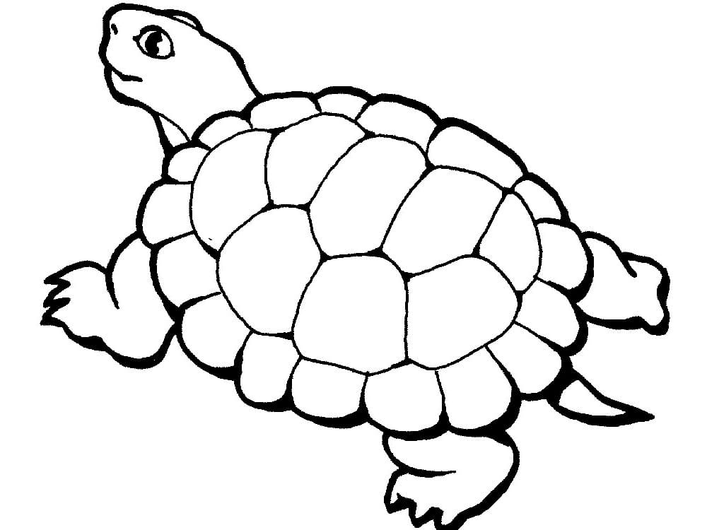 Raskrasil.com-Coloring-Pages-Turtle-27