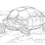 Raskrasil.com-Coloring-Pages-Turtle-3
