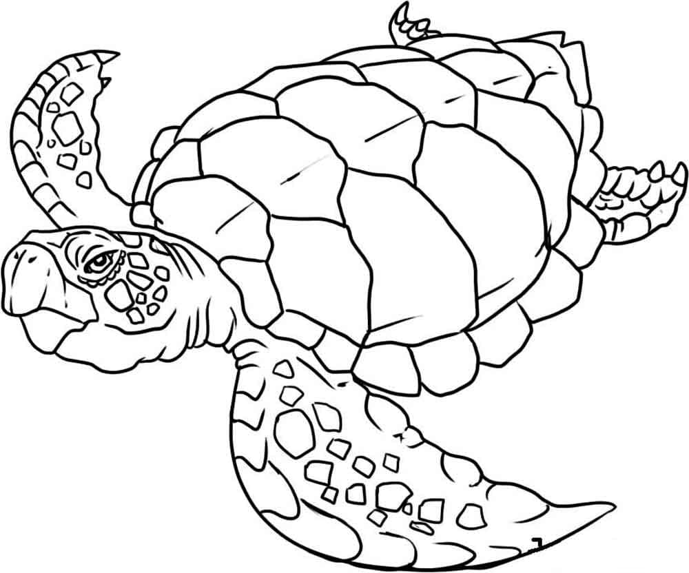 Raskrasil.com-Coloring-Pages-Turtle-30