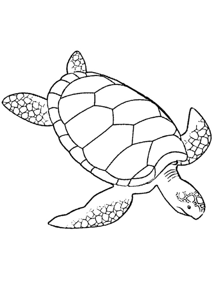 Raskrasil.com-Coloring-Pages-Turtle-32
