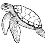 Raskrasil.com-Coloring-Pages-Turtle-43