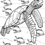 Raskrasil.com-Coloring-Pages-Turtle-45