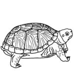 Raskrasil.com-Coloring-Pages-Turtle-5