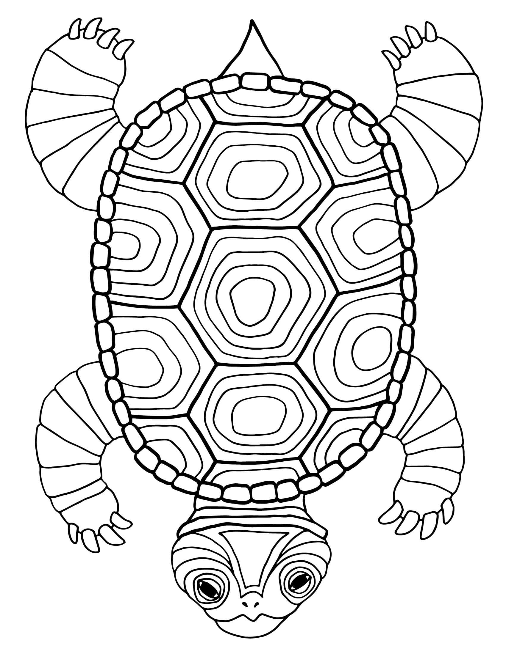Raskrasil.com-Coloring-Pages-Turtle-52