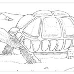 Raskrasil.com-Coloring-Pages-Turtle-62