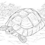 Raskrasil.com-Coloring-Pages-Turtle-66