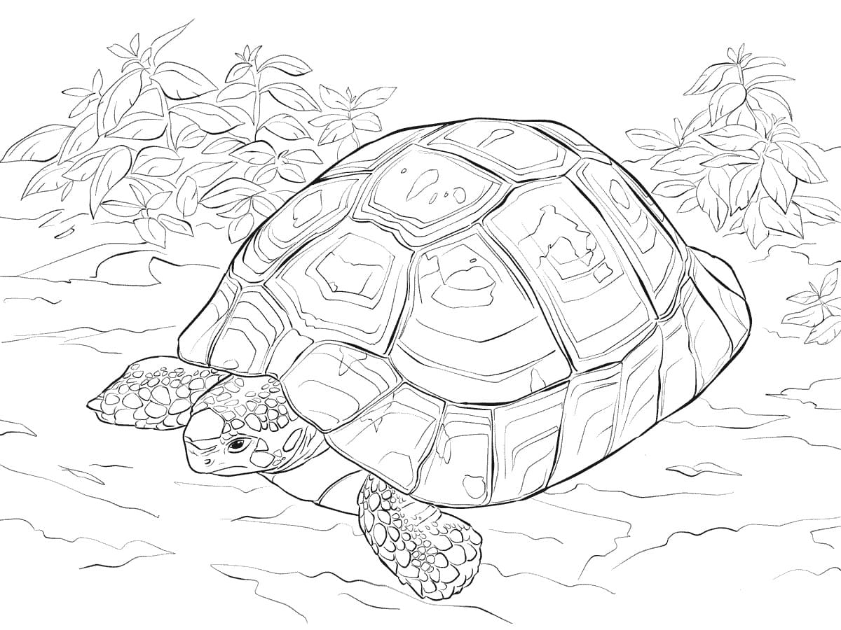 Raskrasil.com-Coloring-Pages-Turtle-66
