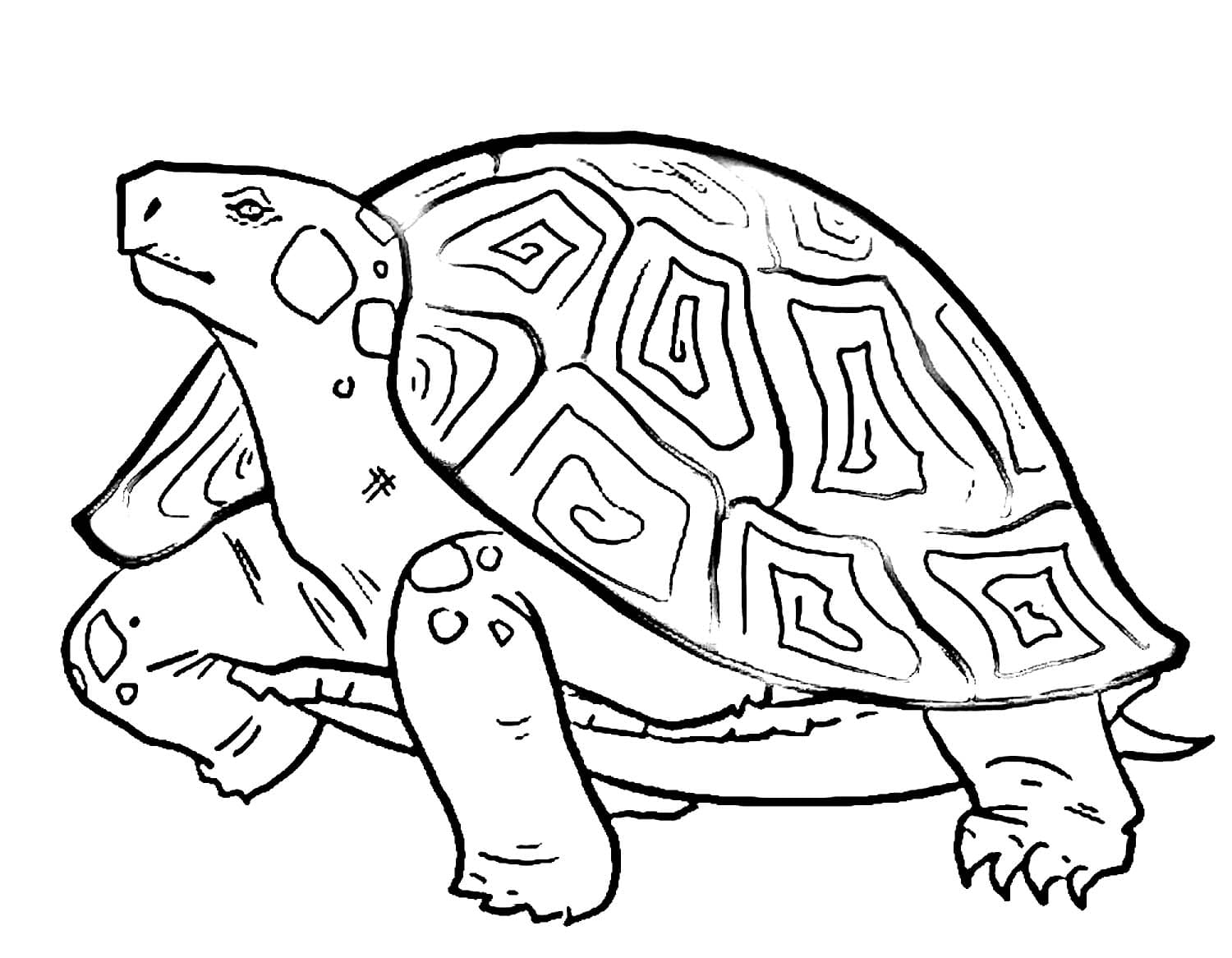 Raskrasil.com-Coloring-Pages-Turtle-69