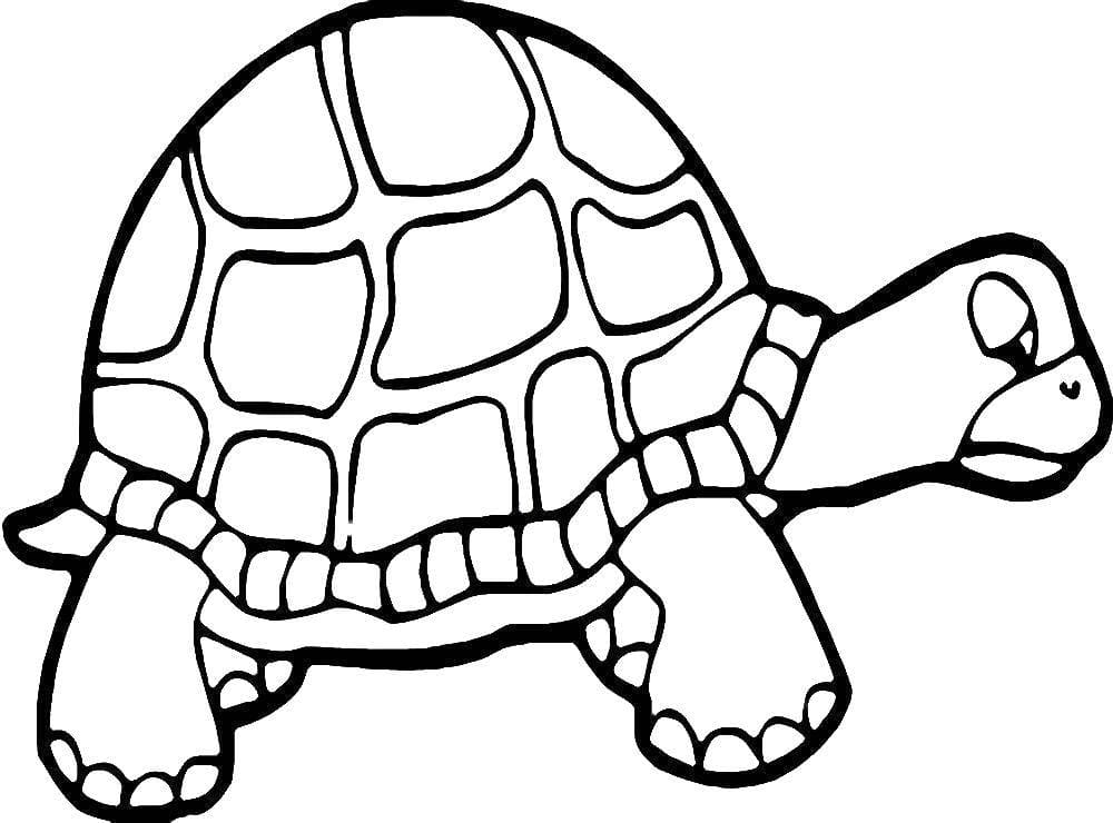 Raskrasil.com-Coloring-Pages-Turtle-72