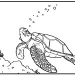 Raskrasil.com-Coloring-Pages-Turtle-81