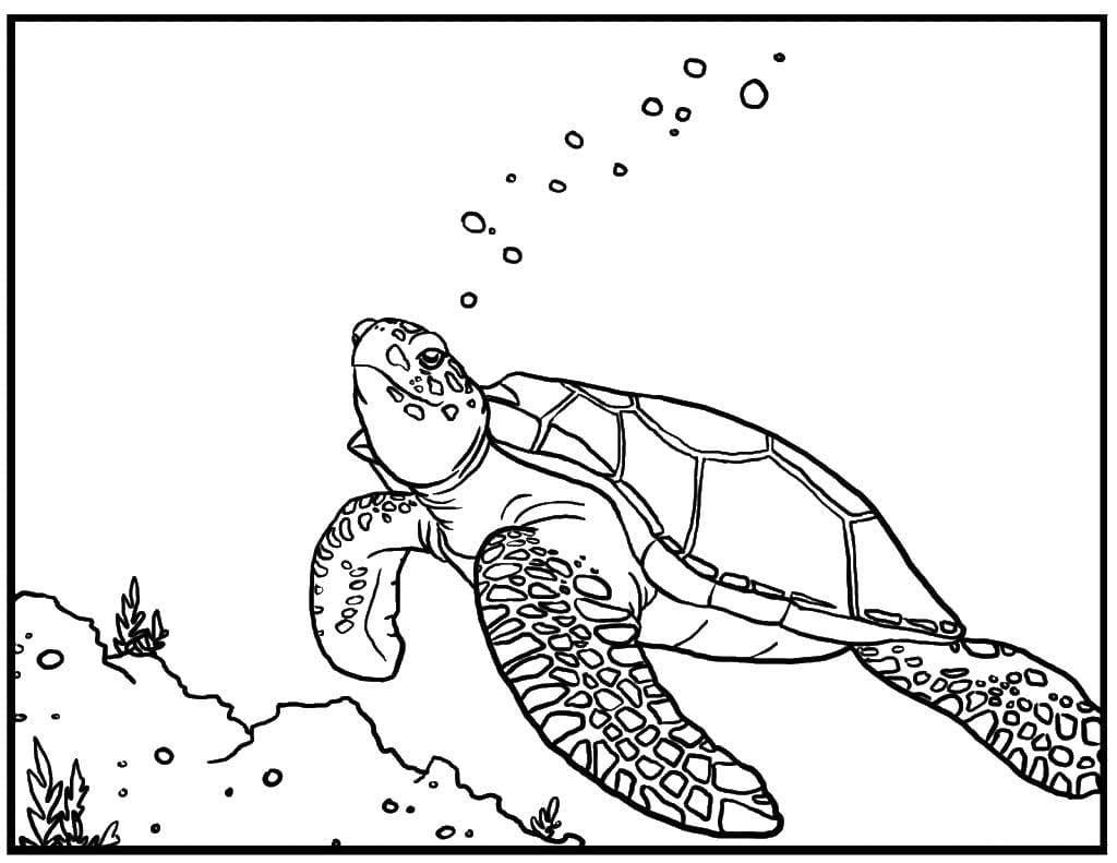 Raskrasil.com-Coloring-Pages-Turtle-81