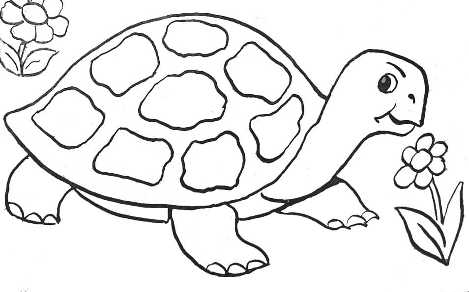Raskrasil.com-Coloring-Pages-Turtle-86
