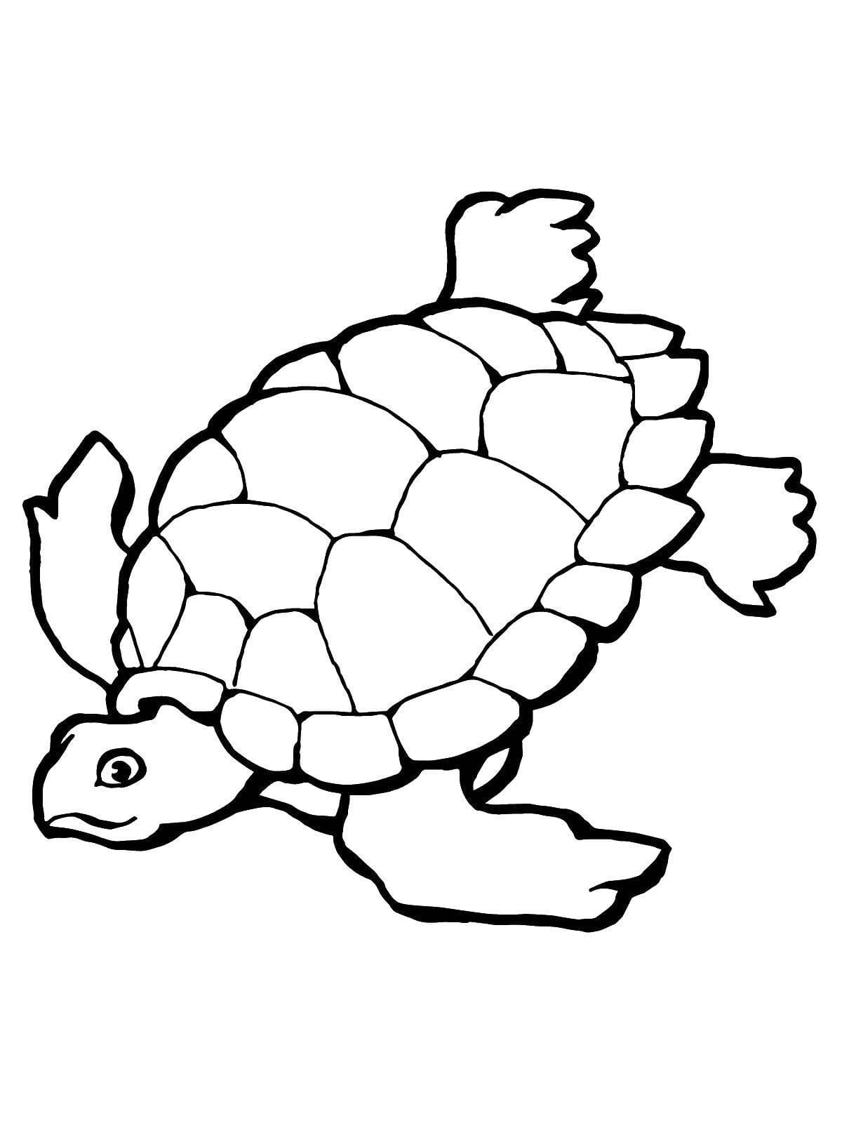 Raskrasil.com-Coloring-Pages-Turtle-87