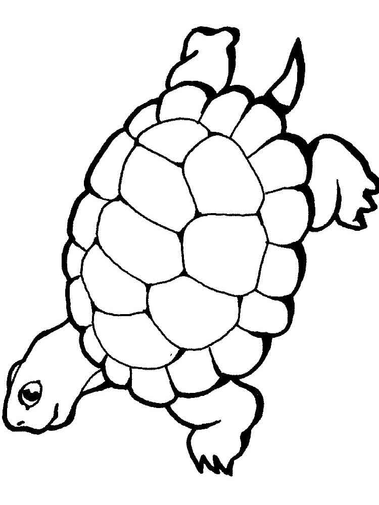 Raskrasil.com-Coloring-Pages-Turtle-89