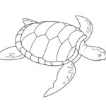 Raskrasil.com-Coloring-Pages-Turtle-91