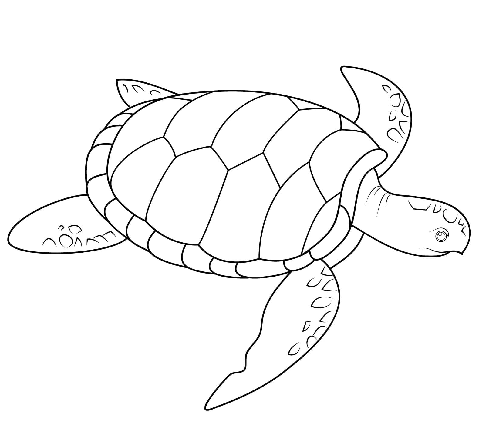 Raskrasil.com-Coloring-Pages-Turtle-91